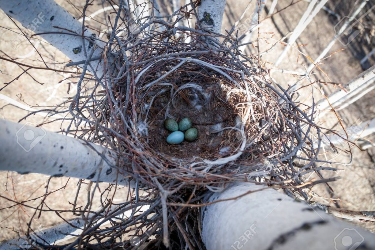 Гнездо вороны с проволокой