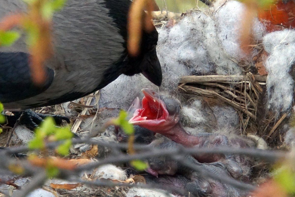 Воронье гнездо с птенцами