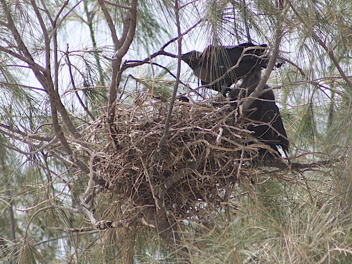 Воронье гнездо фильм