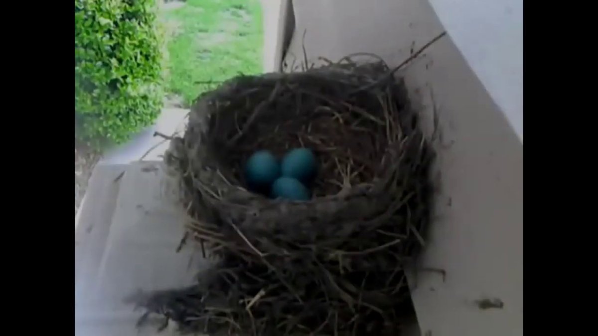 Ворона разоряет гнезда