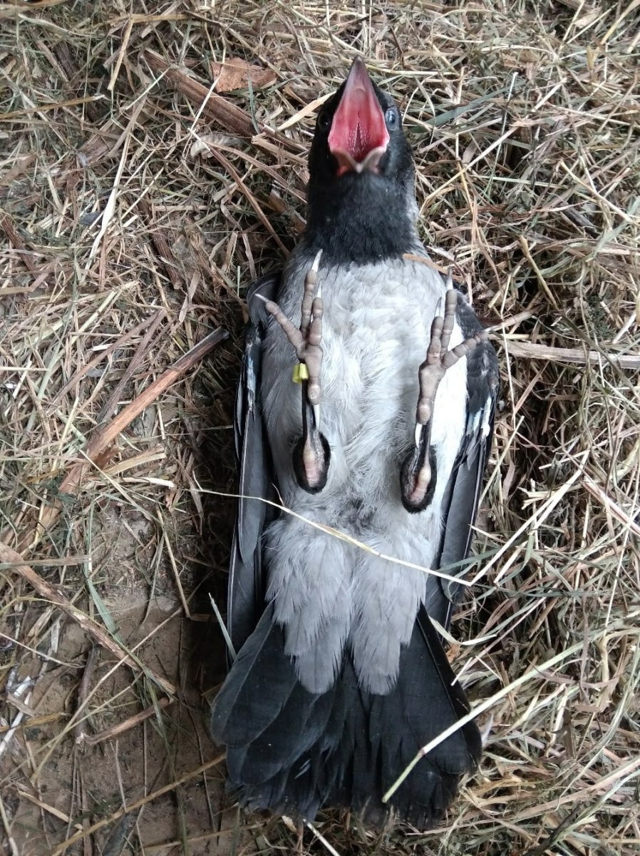 Гнезда ворон