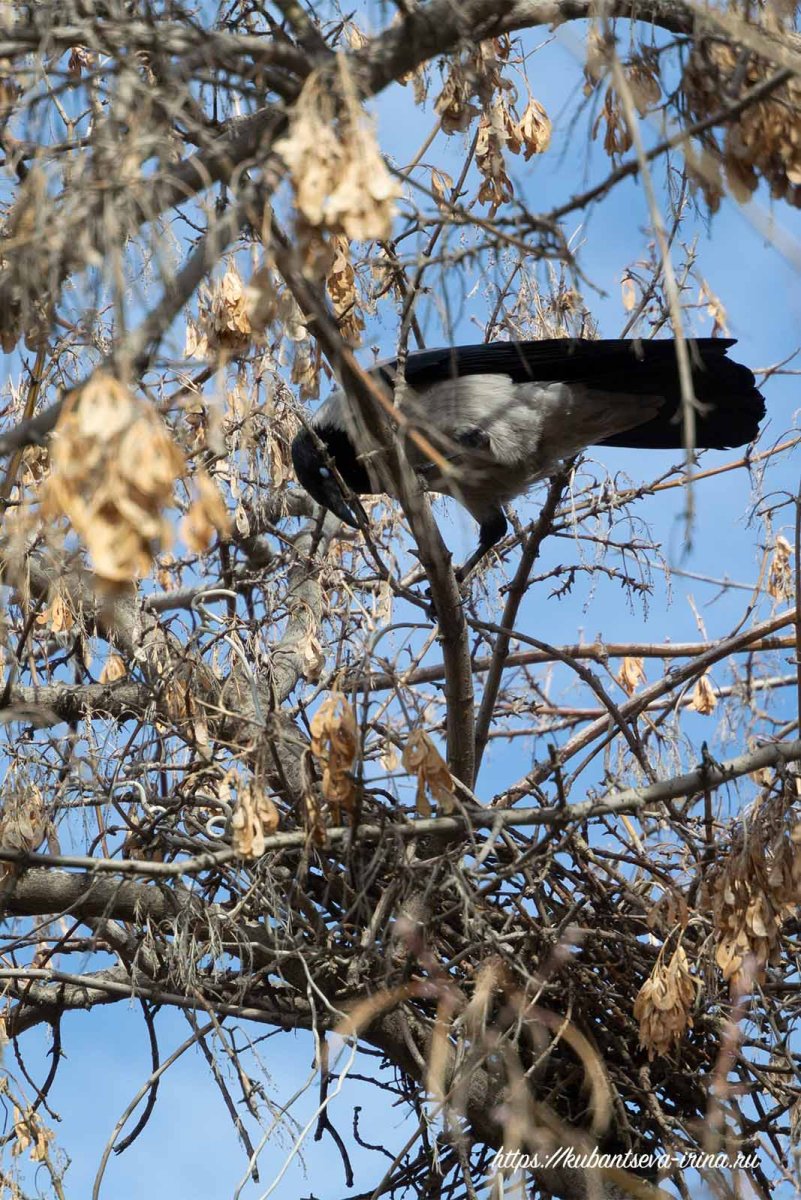 Воронье гнездо (2012)
