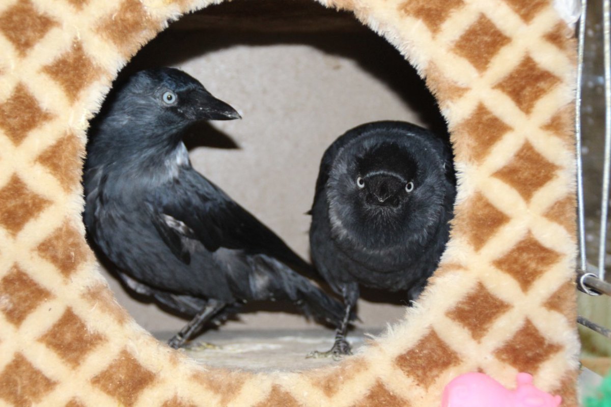 Воронье гнездо приют для птиц