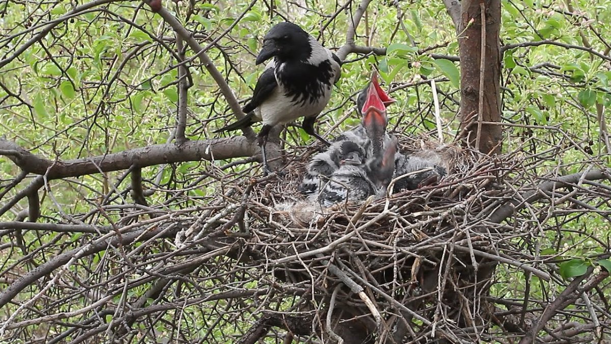 Ворона гнездование