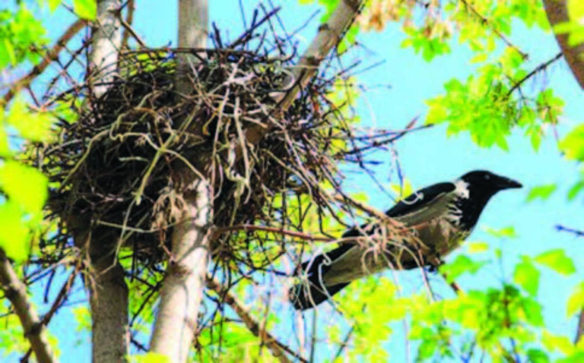 Ворона гнездование серая