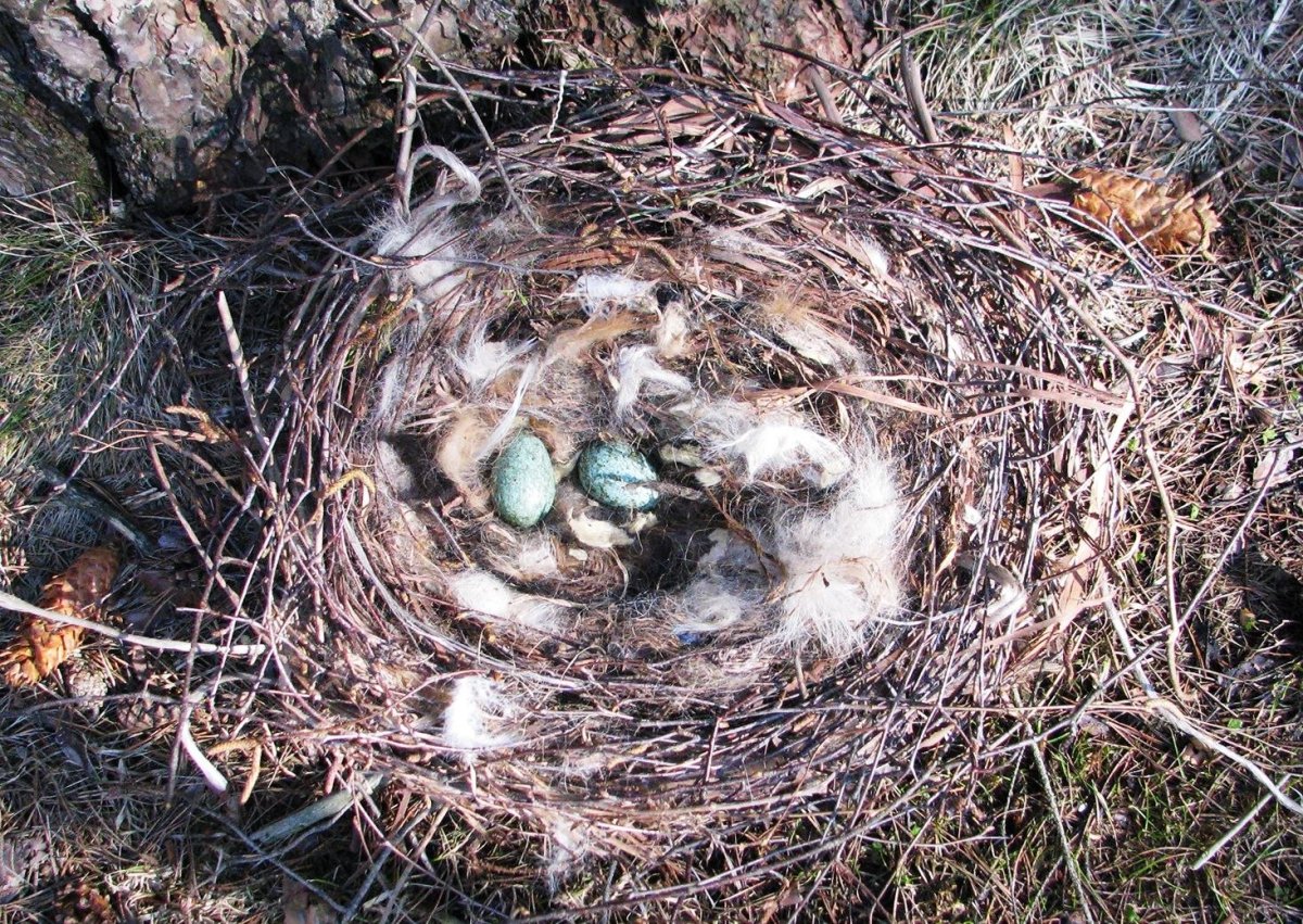 Ворона гнездование