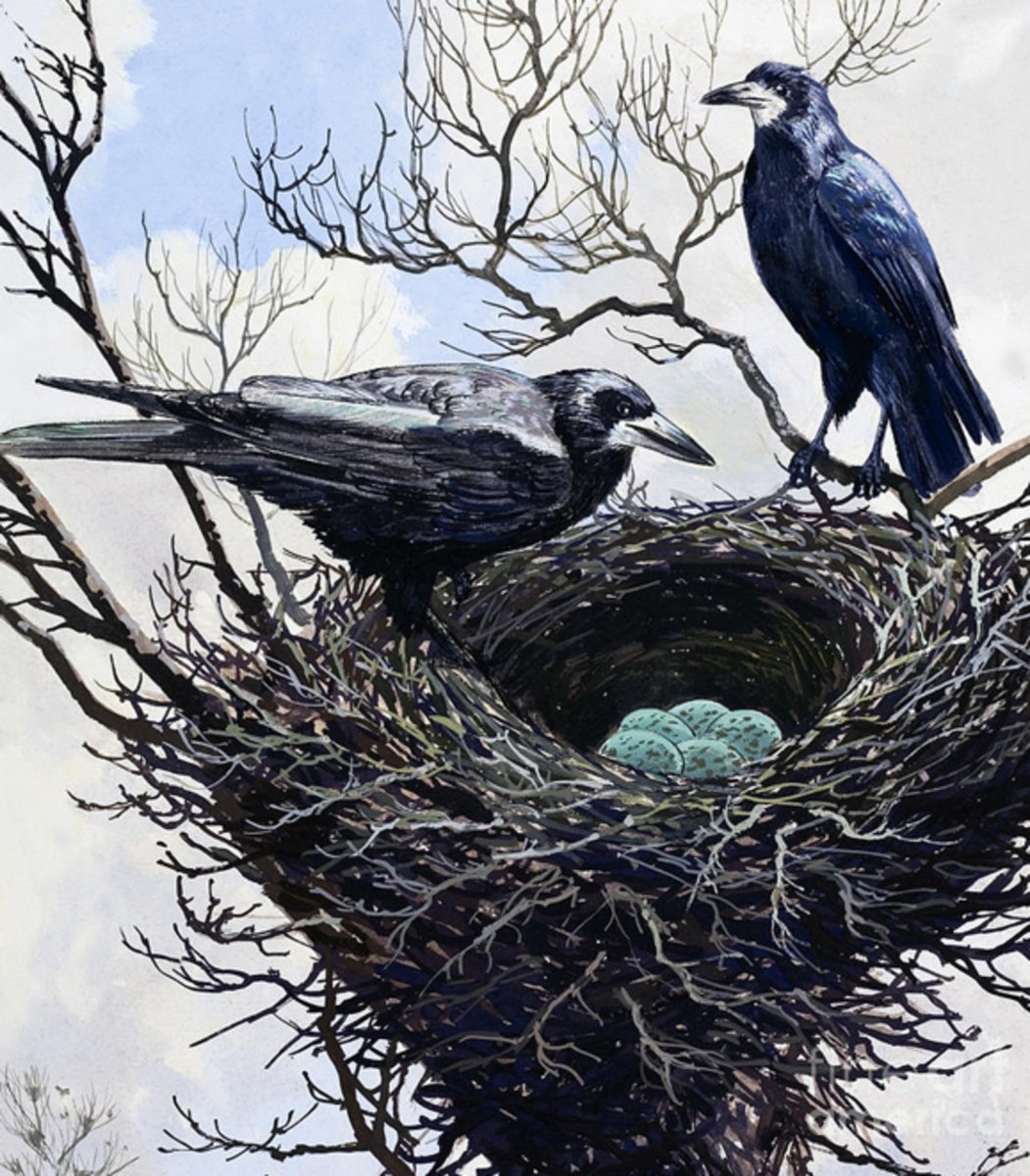 Гнездо вороны