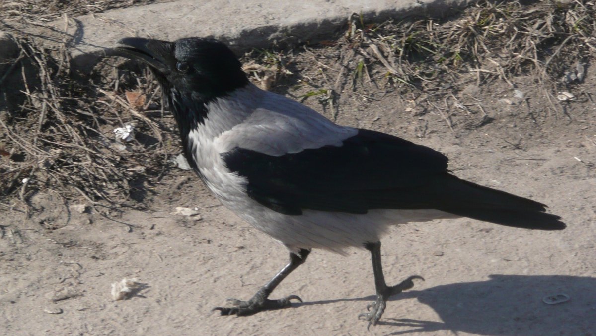 Гнездо серой вороны