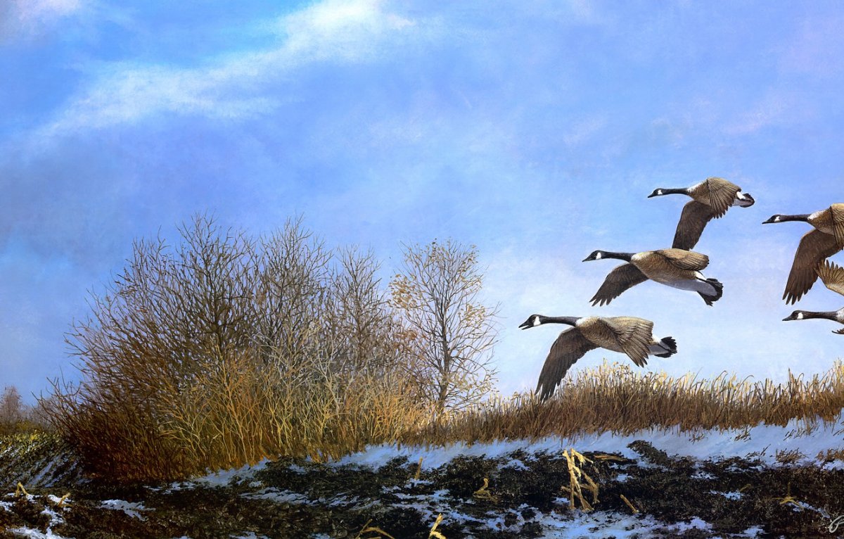 Гуси прилетели