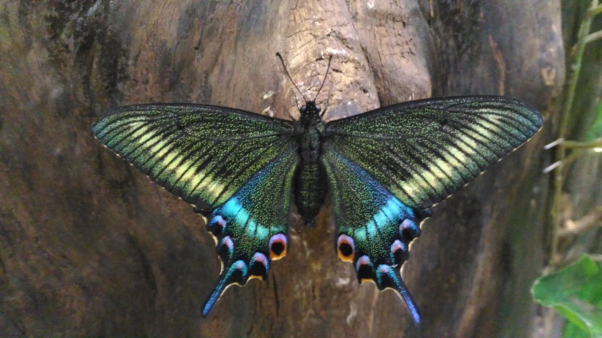 Хвостоносец Маака бабочка