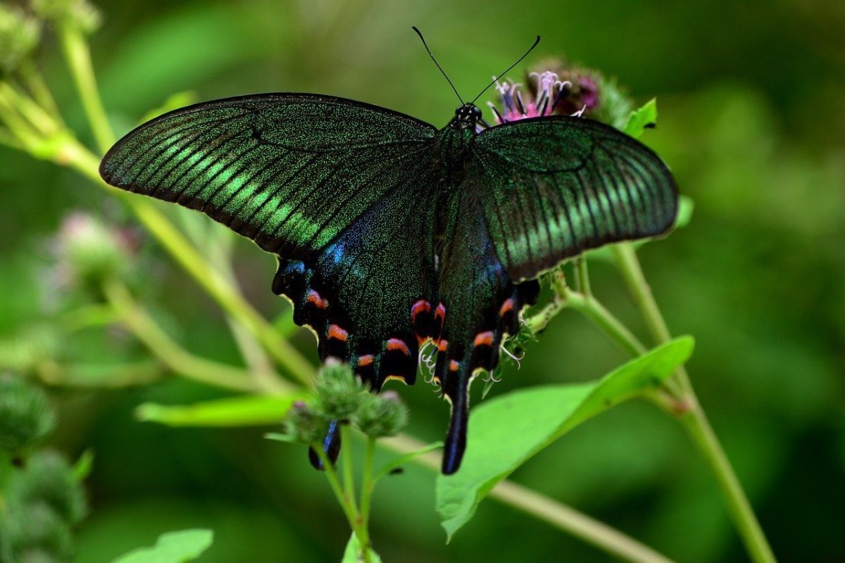 Хвостоносец Маака бабочка