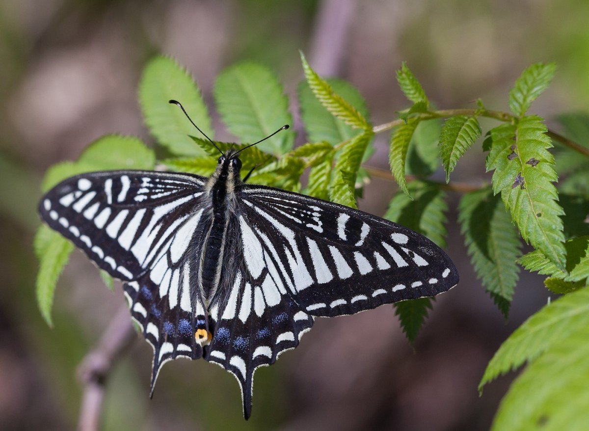 Парусник Ксут
