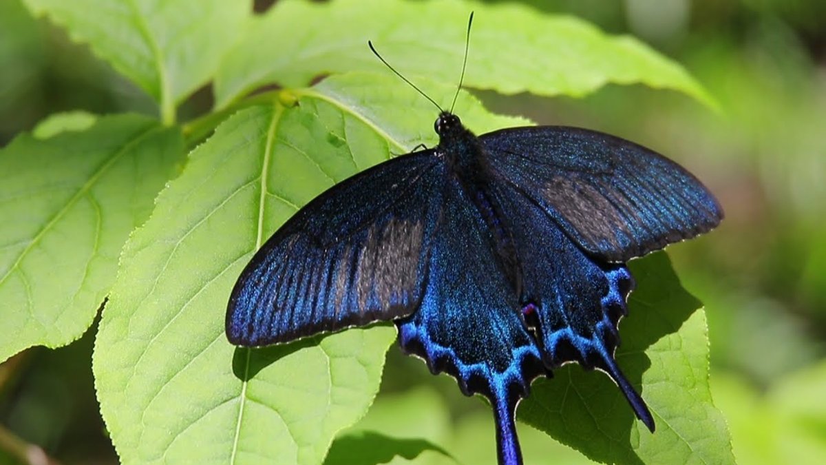 Хвостоносец Маака бабочка