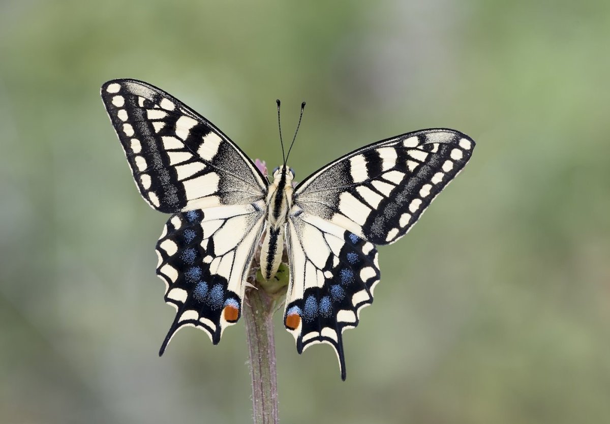 Махаон (бабочка)