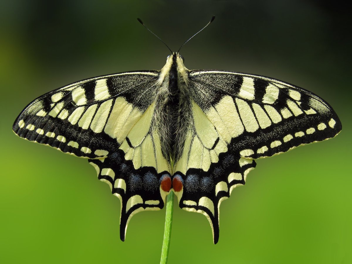 Хвостоносец Махаон