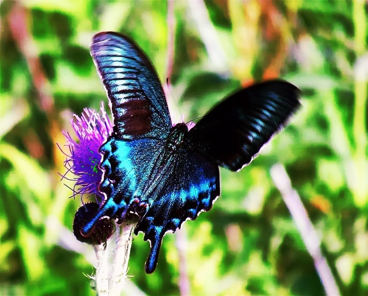 Хвостоносец Маака бабочка