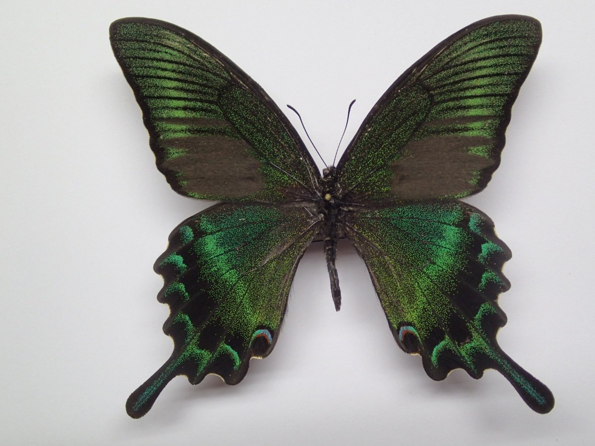 Хвостоносец Маака бабочка