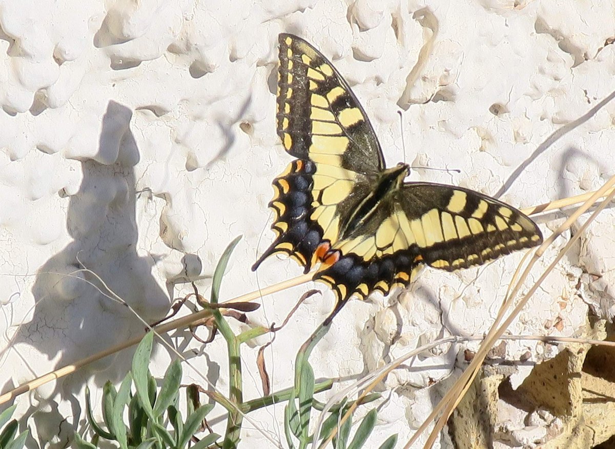 Королевский Махаон