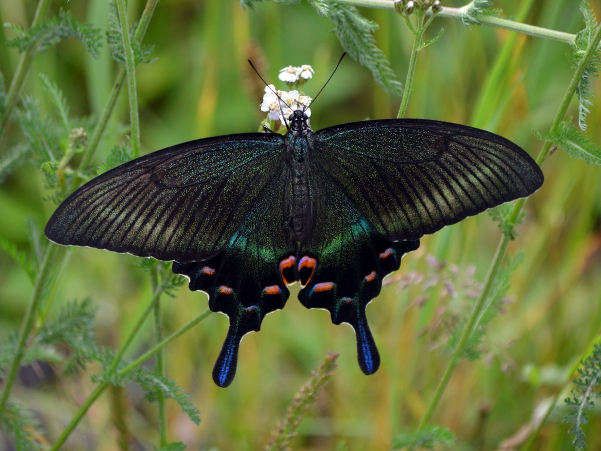 Хвостоносец Маака бабочка