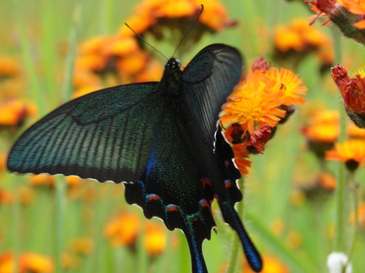 Королевский Махаон бабочка