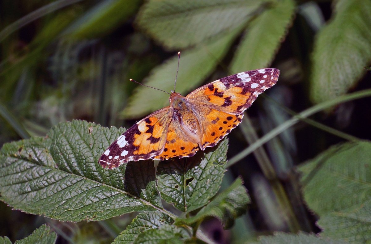 Бабочка репейница Дальний Восток