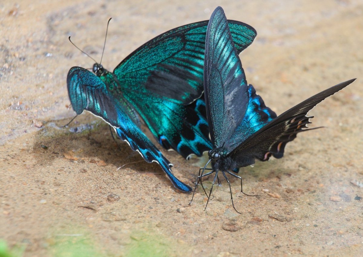 Хвостоносец Маака бабочка