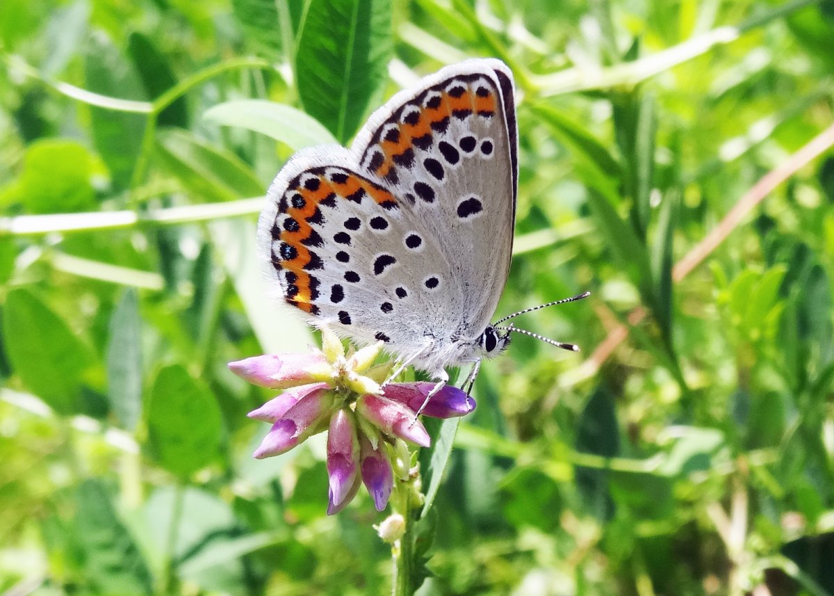 Бабочки Приморского края