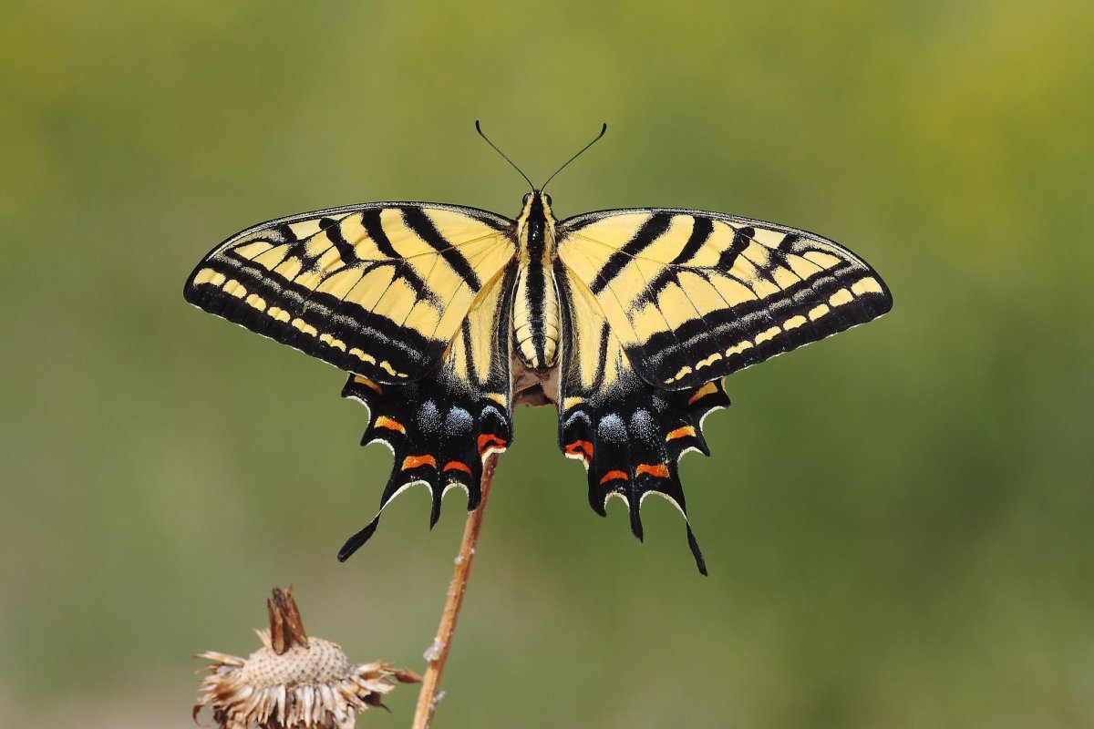 Papilio multicaudata