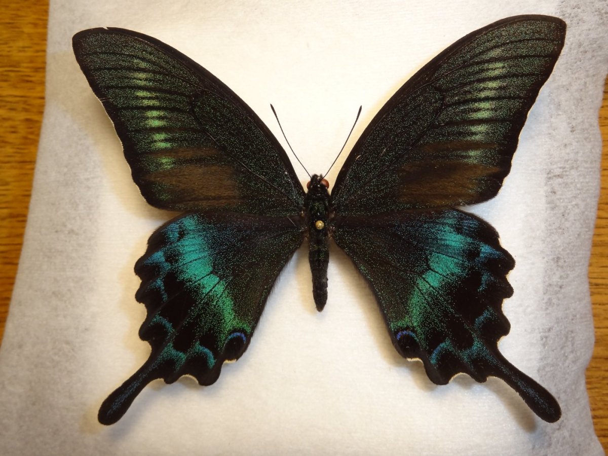 Papilio maackii гусеница