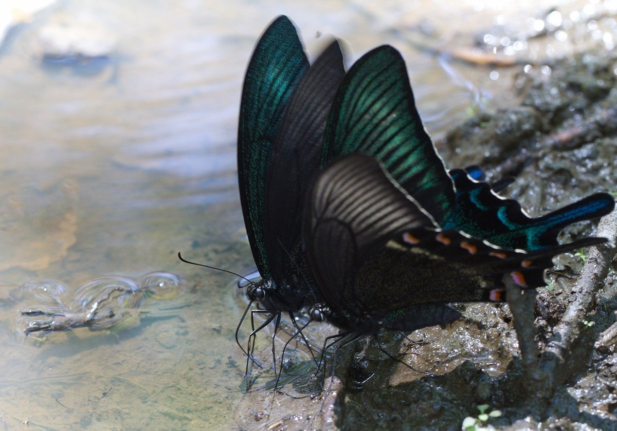 Парусник Маака (Papilio maackii)