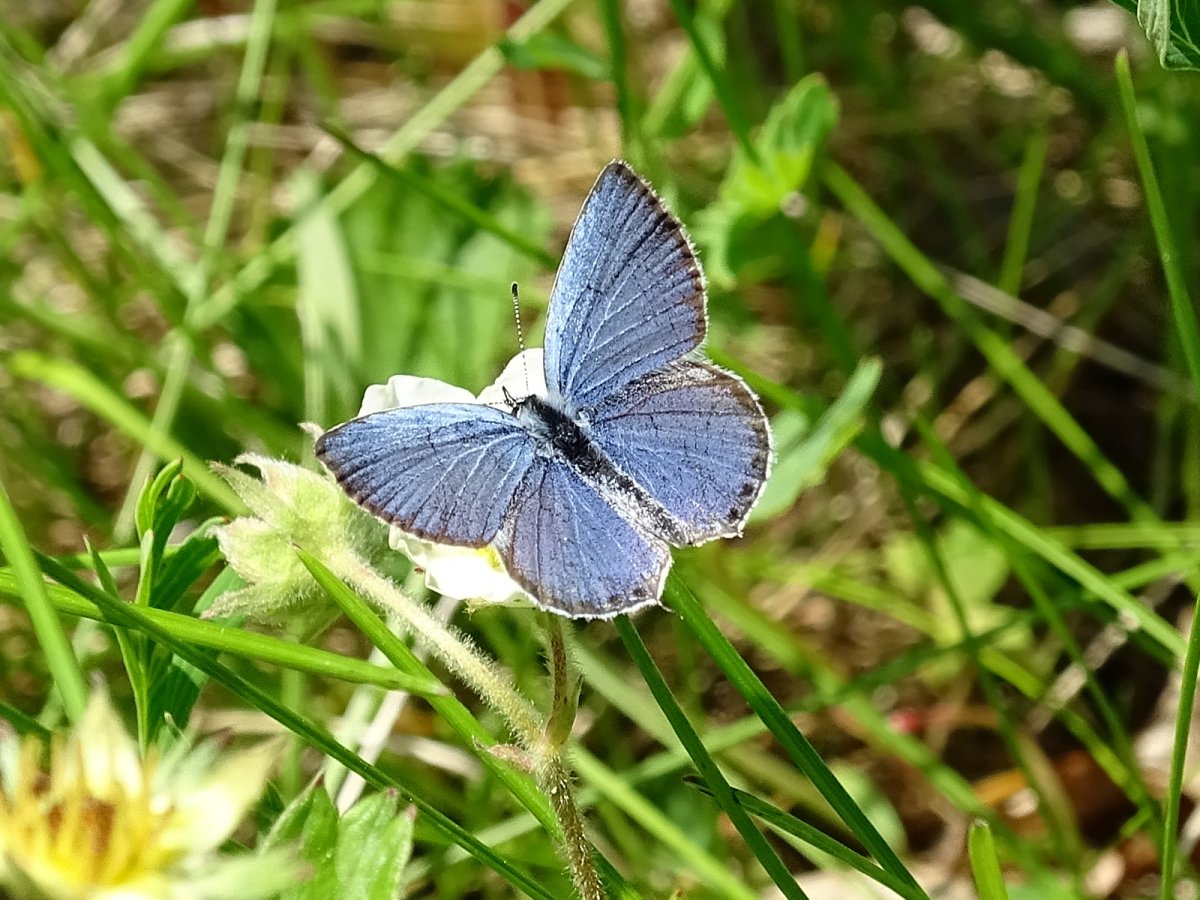 Бабочки Приморского края