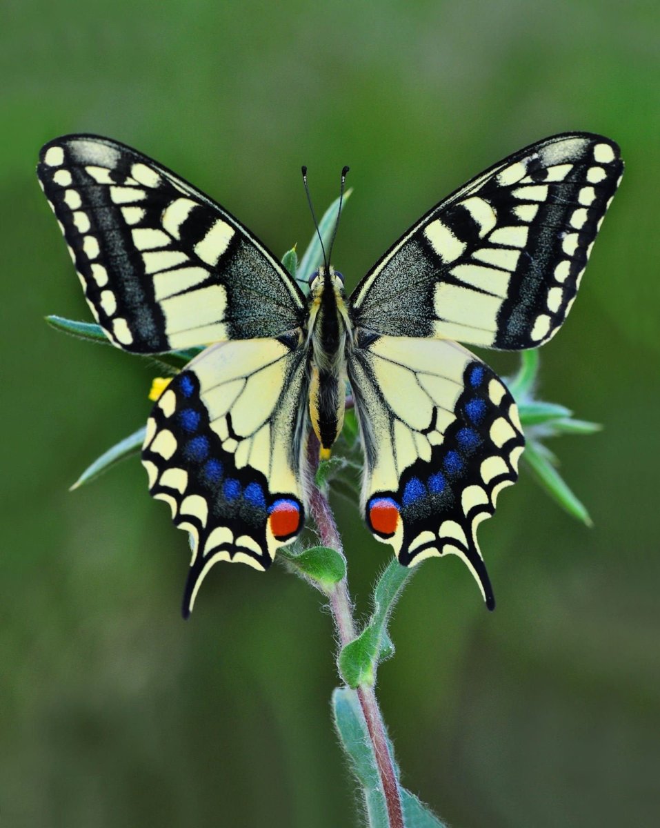 Бабочка Махаон (Papilio Machaon)