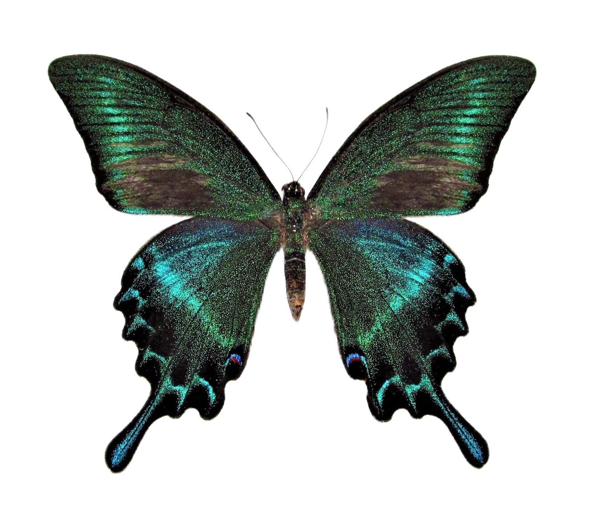 Papilio ophidicephalus
