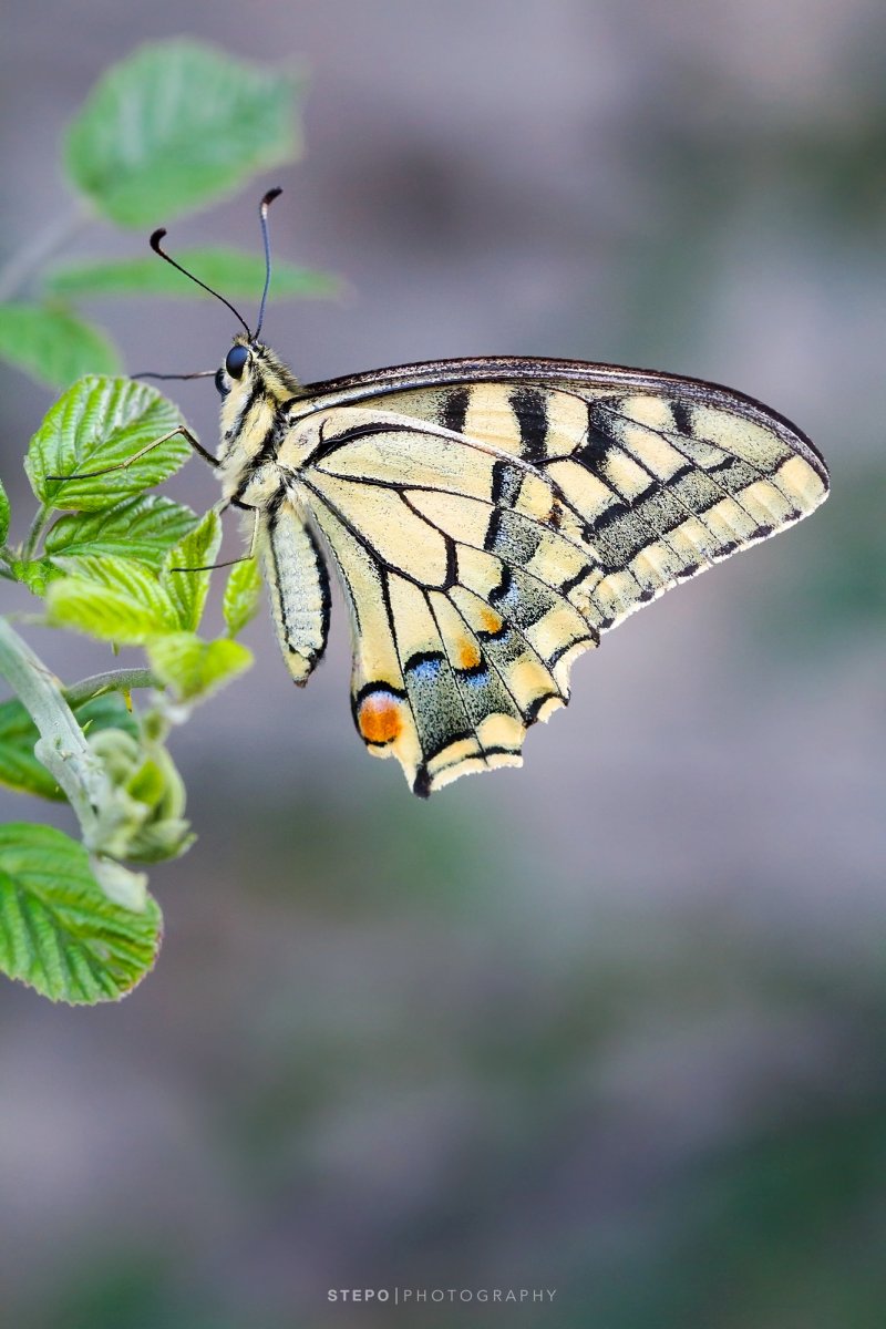 Махаон (Papilio Machaon)