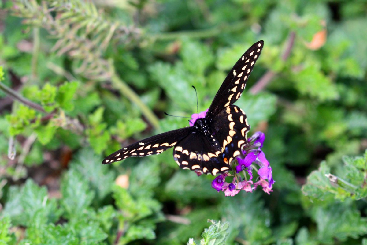 Бабочка Махаон Адмирал