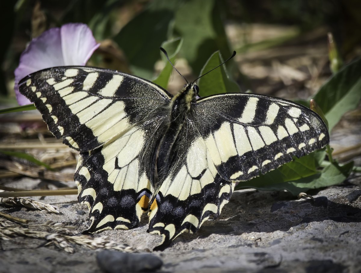 Все изменения в Махаоне