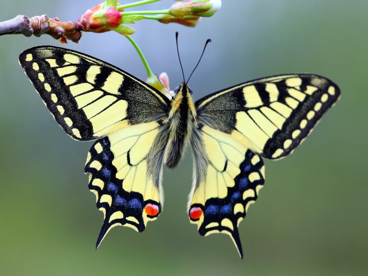 Бабочка Махаон (Papilio Machaon)