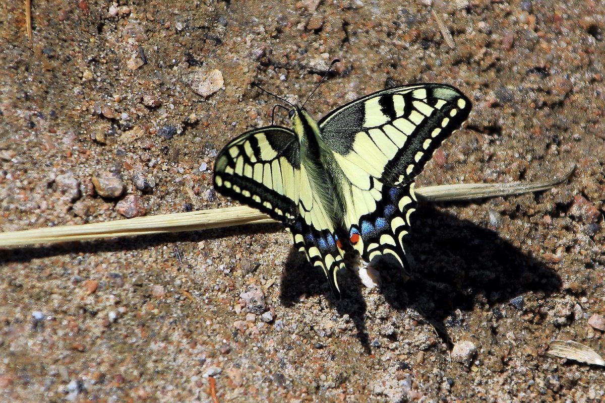 Бабочки фото красивые много