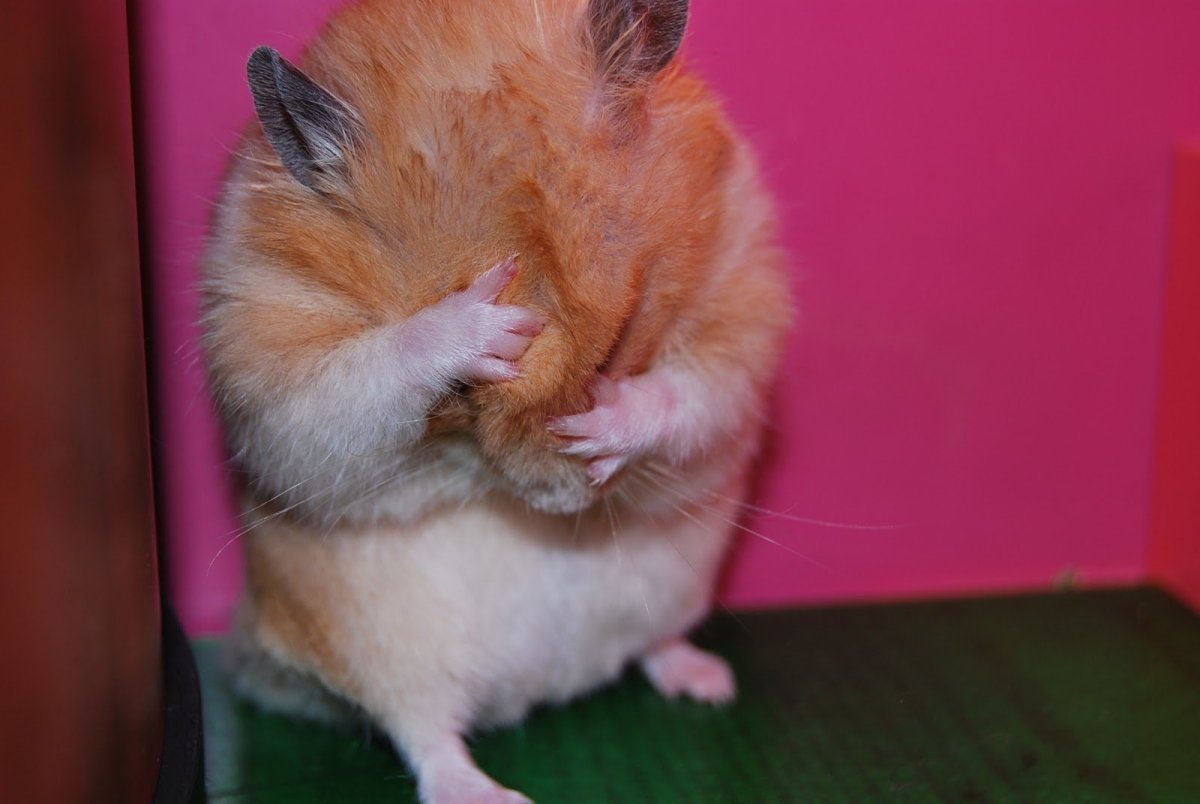 Хомячок хомячок добродушный толстячок