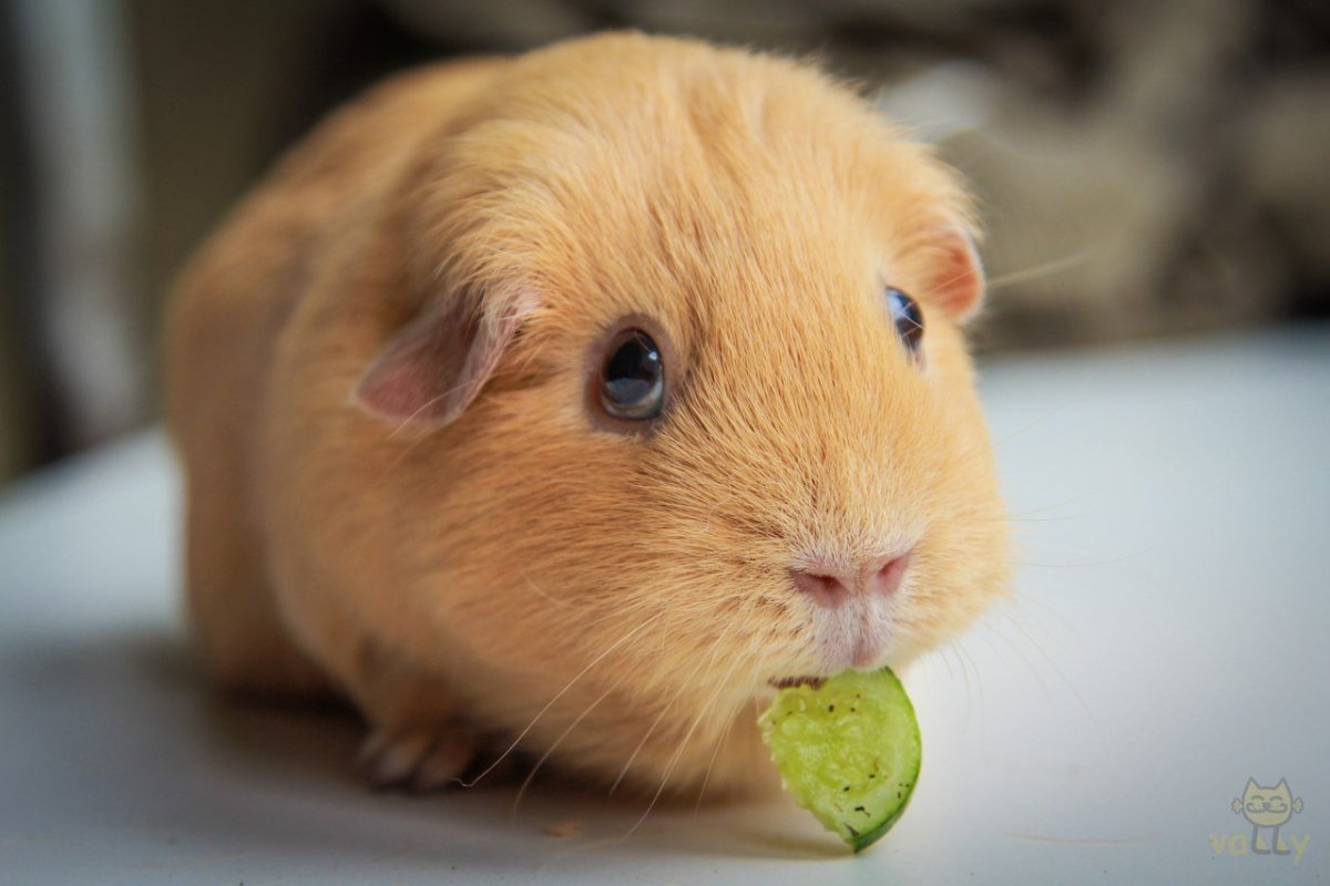 Круглый хомяк