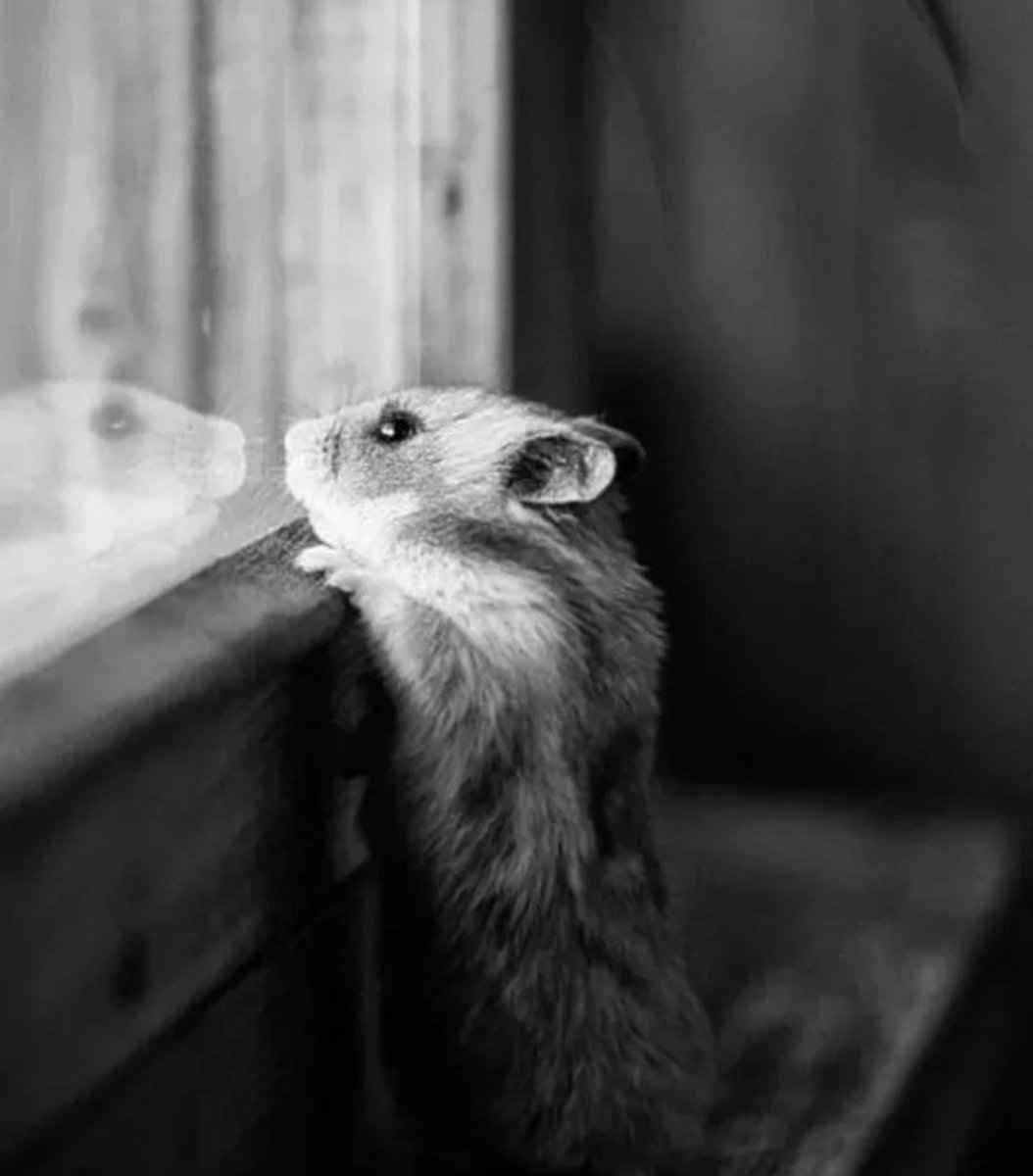 Хомячок ждет