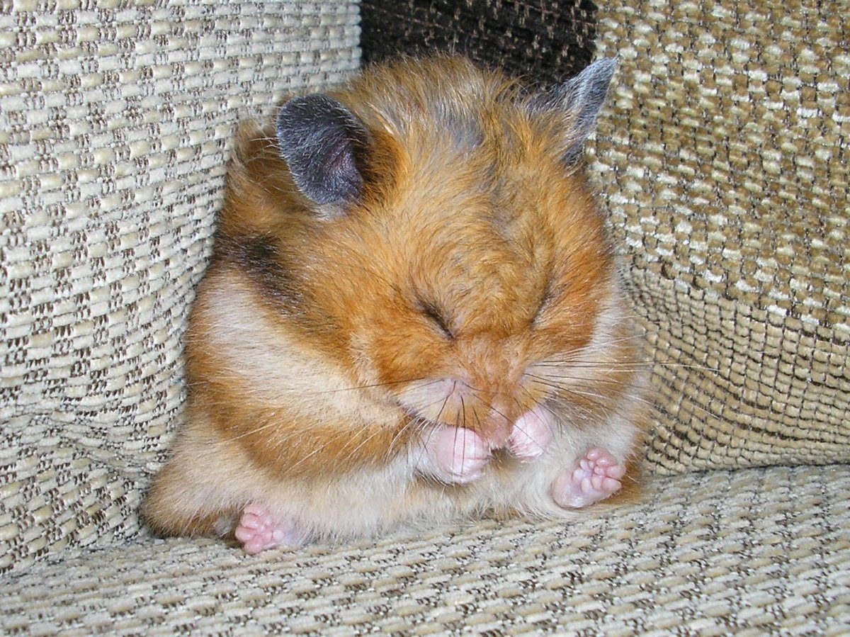 Грустный хомяк