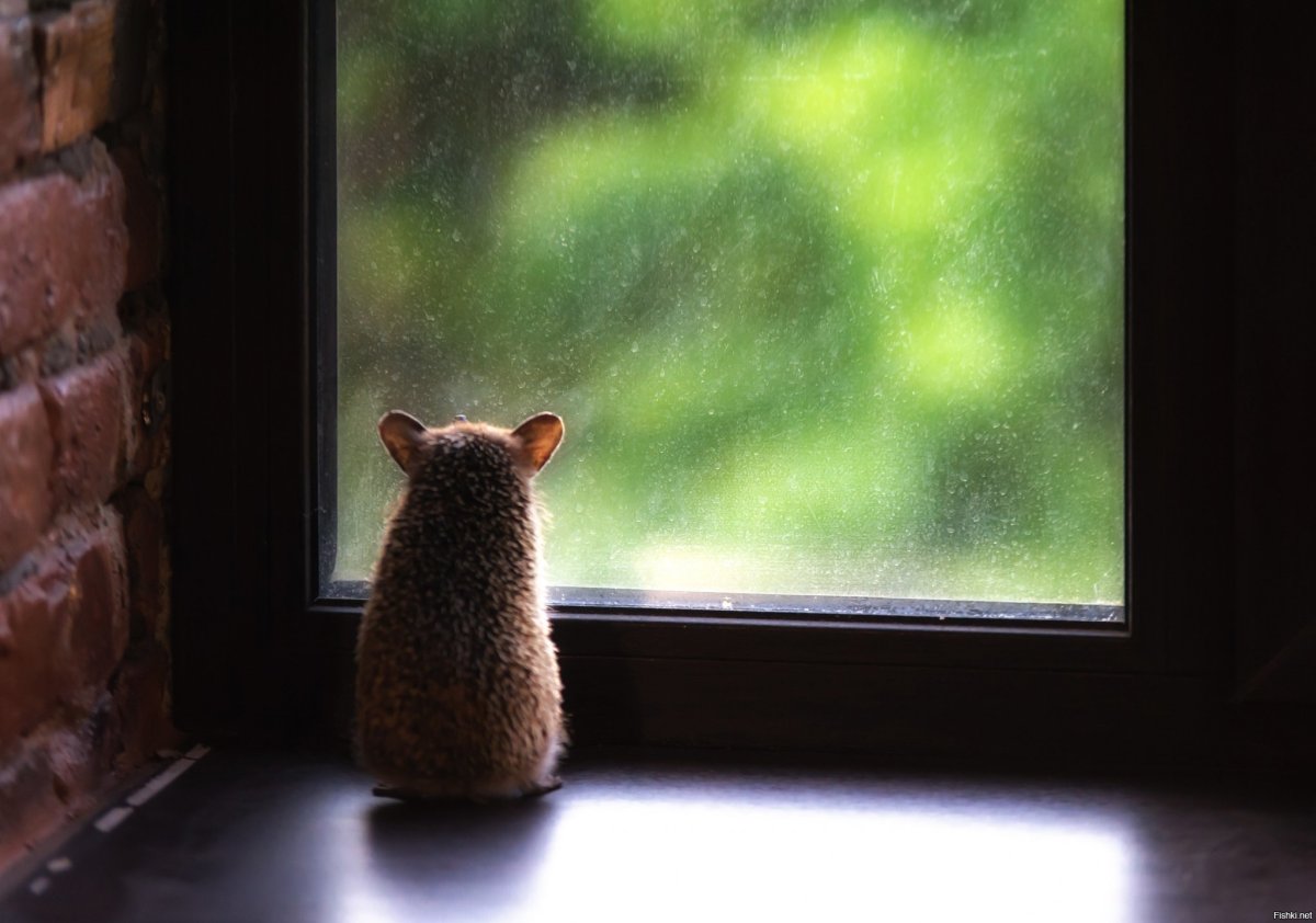 Ежик у окна