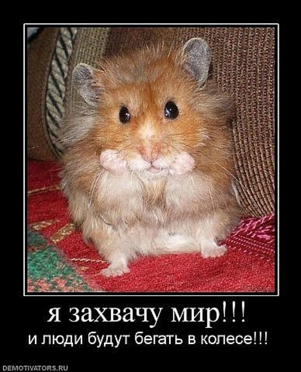 Смешной злой хомяк