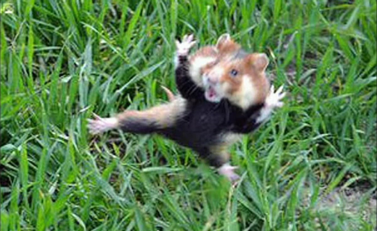 Бешеный хомяк