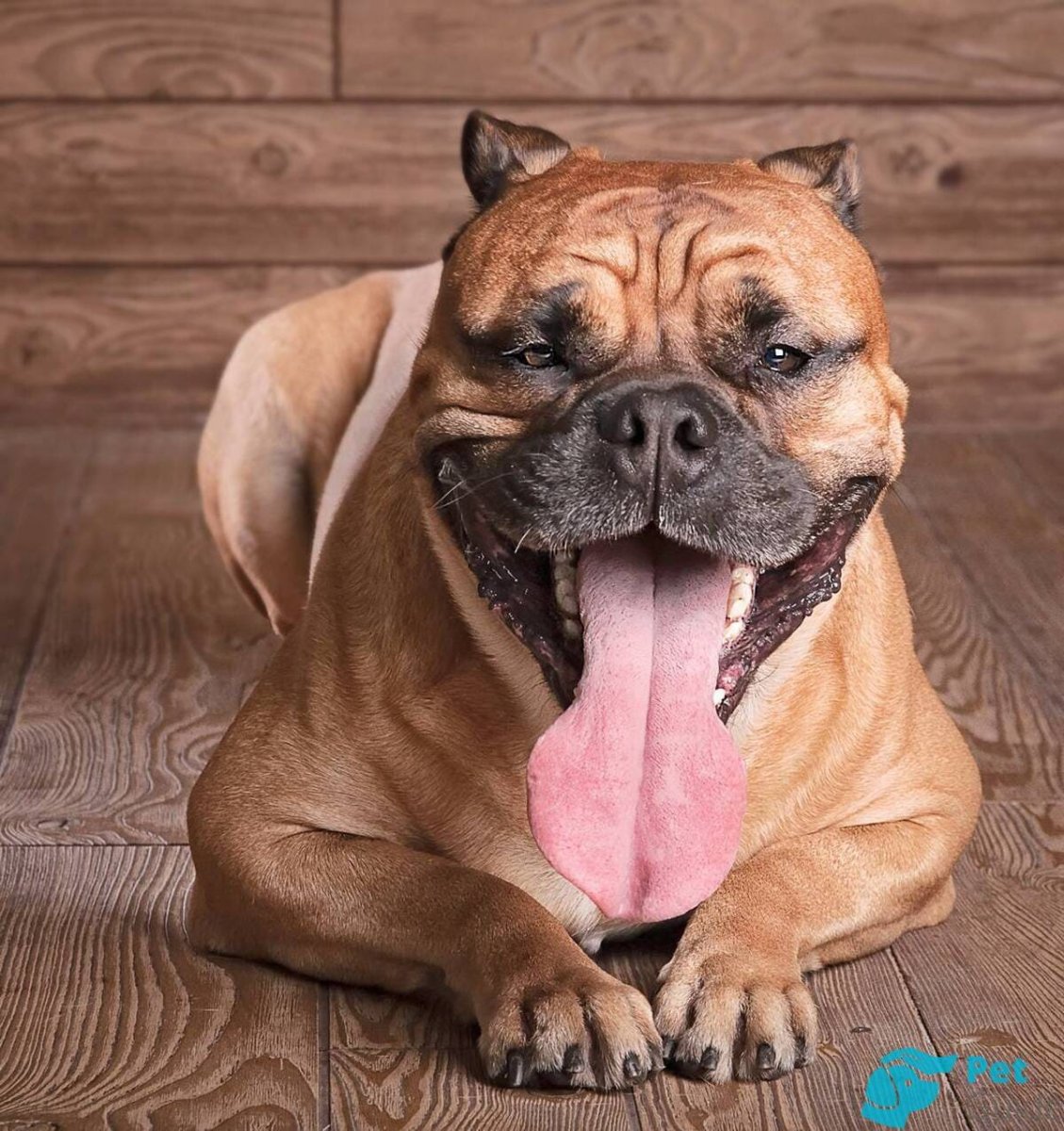 Майорский мастиф ка де бо