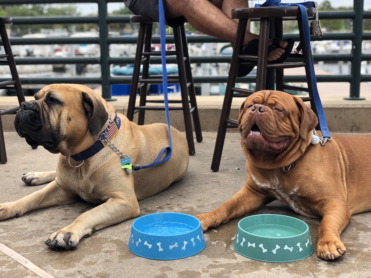 Доберман и Бордоский дог