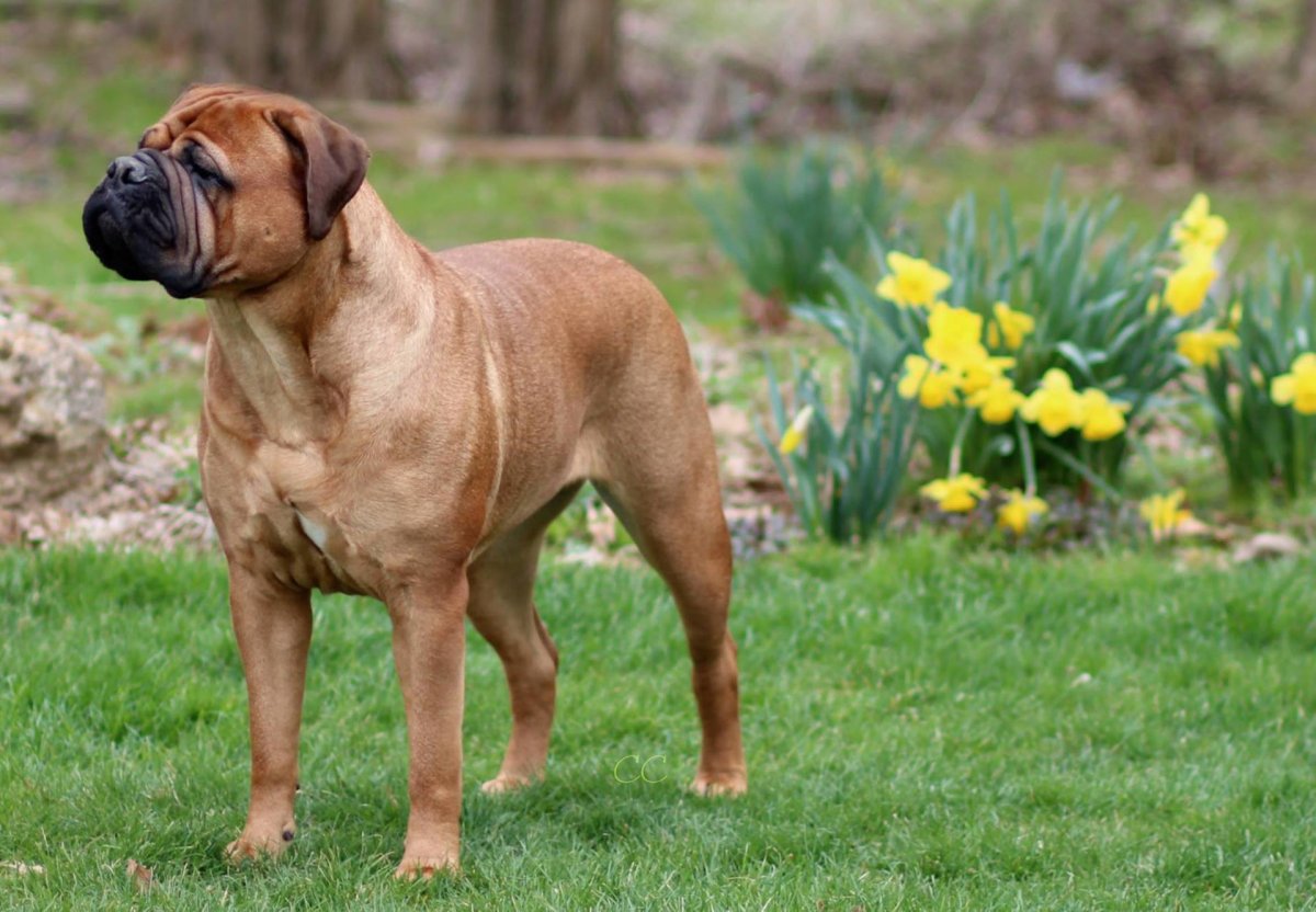 Бульмастиф собака