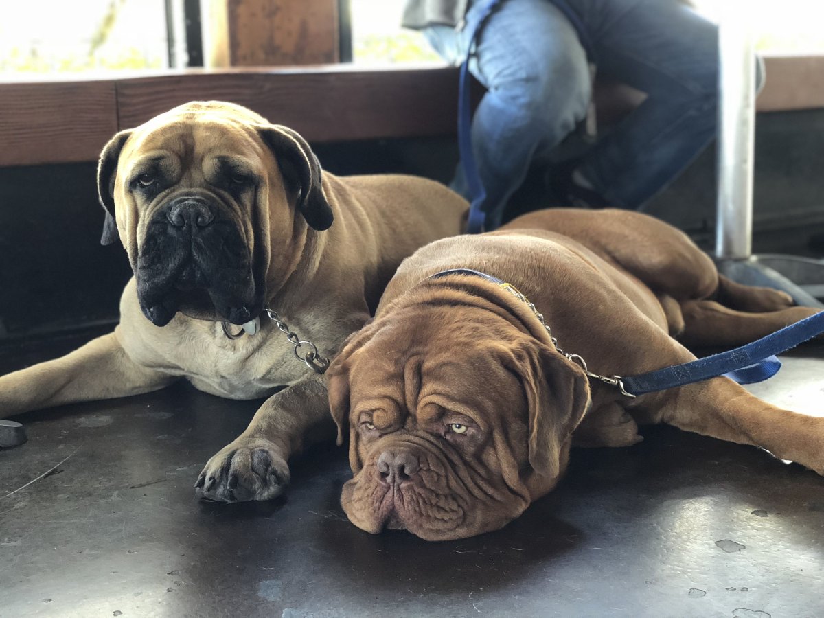 Бульмастиф и Бордосский дог