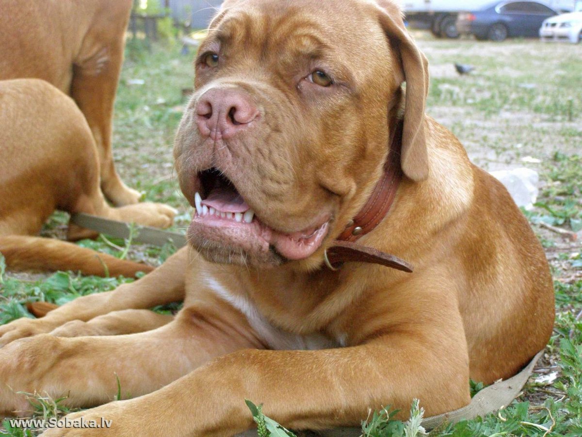 Родезийский мастиф